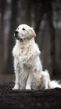Siedzący biały pies