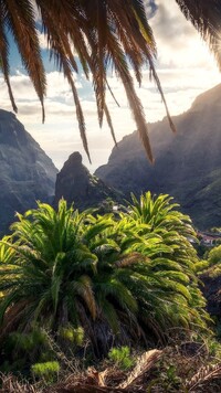 Skały i palmy na wyspie Teneryfie