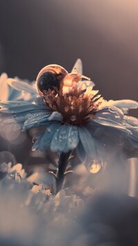 Ślimak na zroszonym kwiatku