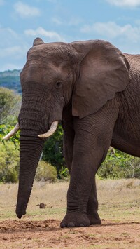 Słoń afrykański na sawannie