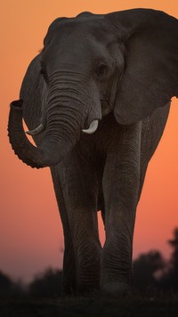 Słoń afrykański