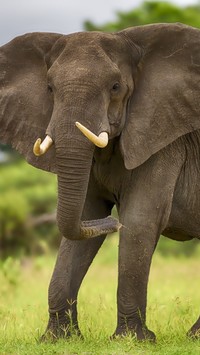 Słoń na trawie