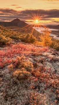 Słońce wśród jesiennych krzewów w górach