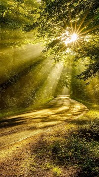 Słoneczna droga w lesie