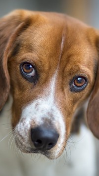 Smutne i piękne oczy psa