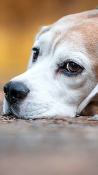 Smutny beagle