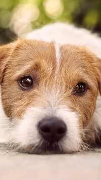 Smutny Jack Russel terrier