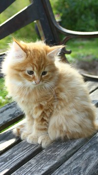 Smutny rudy kotek na drewnianej ławeczce