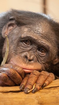 Smutny szympans