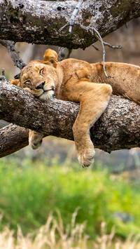 Śpiąca lwica na konarze drzewa