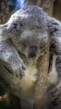 Śpiący koala