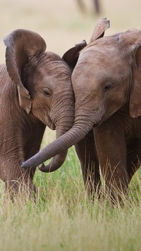 Spotkanie słoni