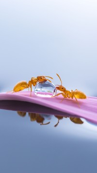 Spragnione mrówki