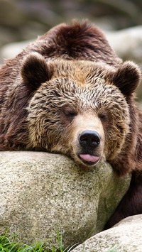 Stary niedźwiedź mocno śpi