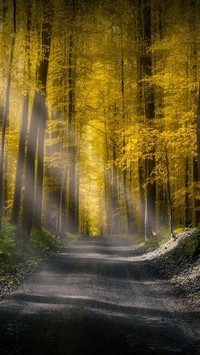 Światło na leśnej drodze