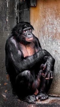 Szympans karłowaty