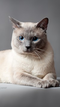 Tajski kot o niebieskich oczach