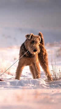 Terrier walijski na śniegu