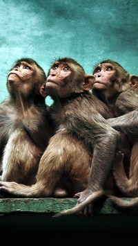 Trzy małpy