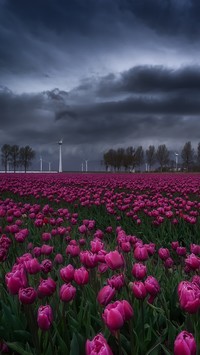 Tulipanowa plantacja w Holandii