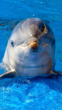Uśmiech delfina