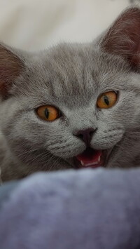 Uśmiechnięty kot brytyjski krótkowłosy