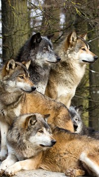 Wataha wilków w lesie