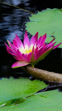 Ważka na lilii wodnej