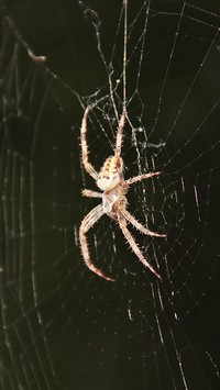 Wędrówka pająka
