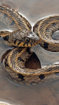 Wężowa serpentyna