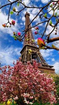 Wieża  Eiffla pośród kwitnących drzew