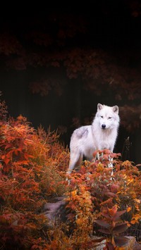 Wilk w jesiennych zaroślach