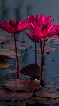 Wodna lilia w różowym kolorze