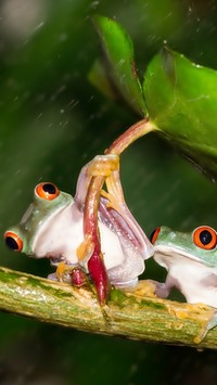 Żabki w deszczu pod liściem