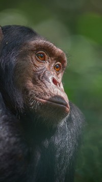 Zadumanie szympansa