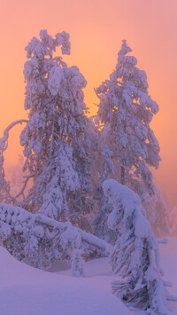 Zasypane śniegiem drzewa o poranku