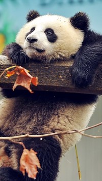 Zawieszona panda