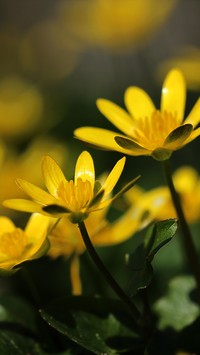 Ziarnopłon wiosenny o żółtych kwiatach