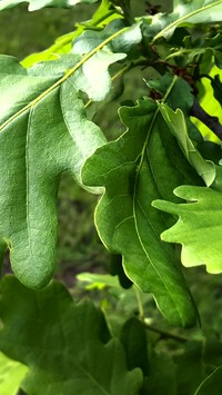 Zielone liście dębu