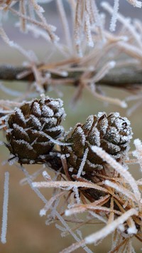 Zimowe gałązki sosny z szyszkami