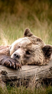 Zmęczony niedźwiedź