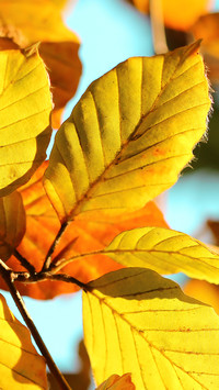Żółte bukowe liście