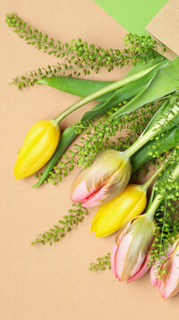 Żółte i różowe tulipany
