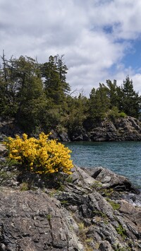 Żółte kwiaty na skałach nad jeziorem Nahuel Huapi Lake