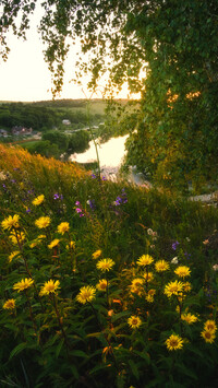 Żółte kwiaty nad rzeką Krasivaya Mecha