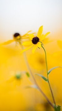 Żółte kwiaty rudbekii