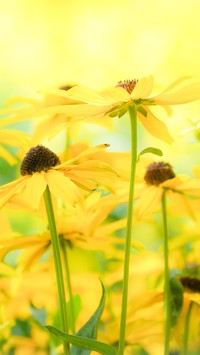 Żółte kwiaty rudbekii