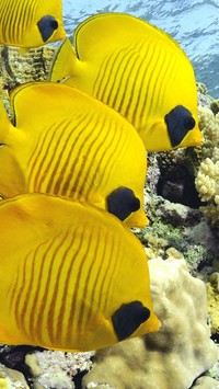 Żółte ryby w oceanie