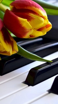 Żółto-czerwone tulipany na klawiszach pianina
