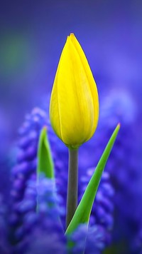 Żółty tulipan wśród szafirków